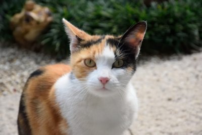 三毛猫やハチワレは英語でなんていう 英語で猫の柄や模様をいってみよう Webで翻訳ブログ